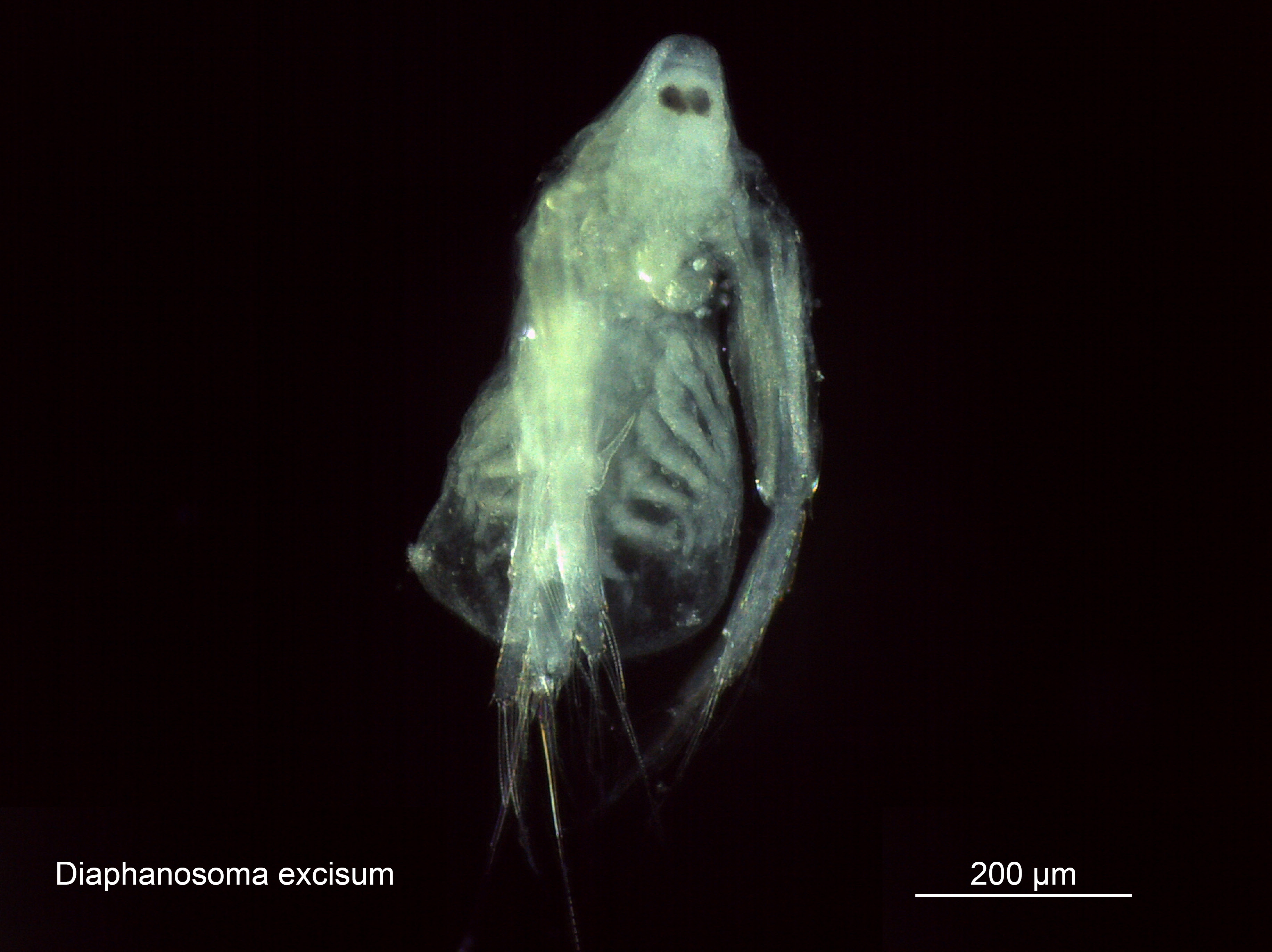Представитель Семейства Sididae